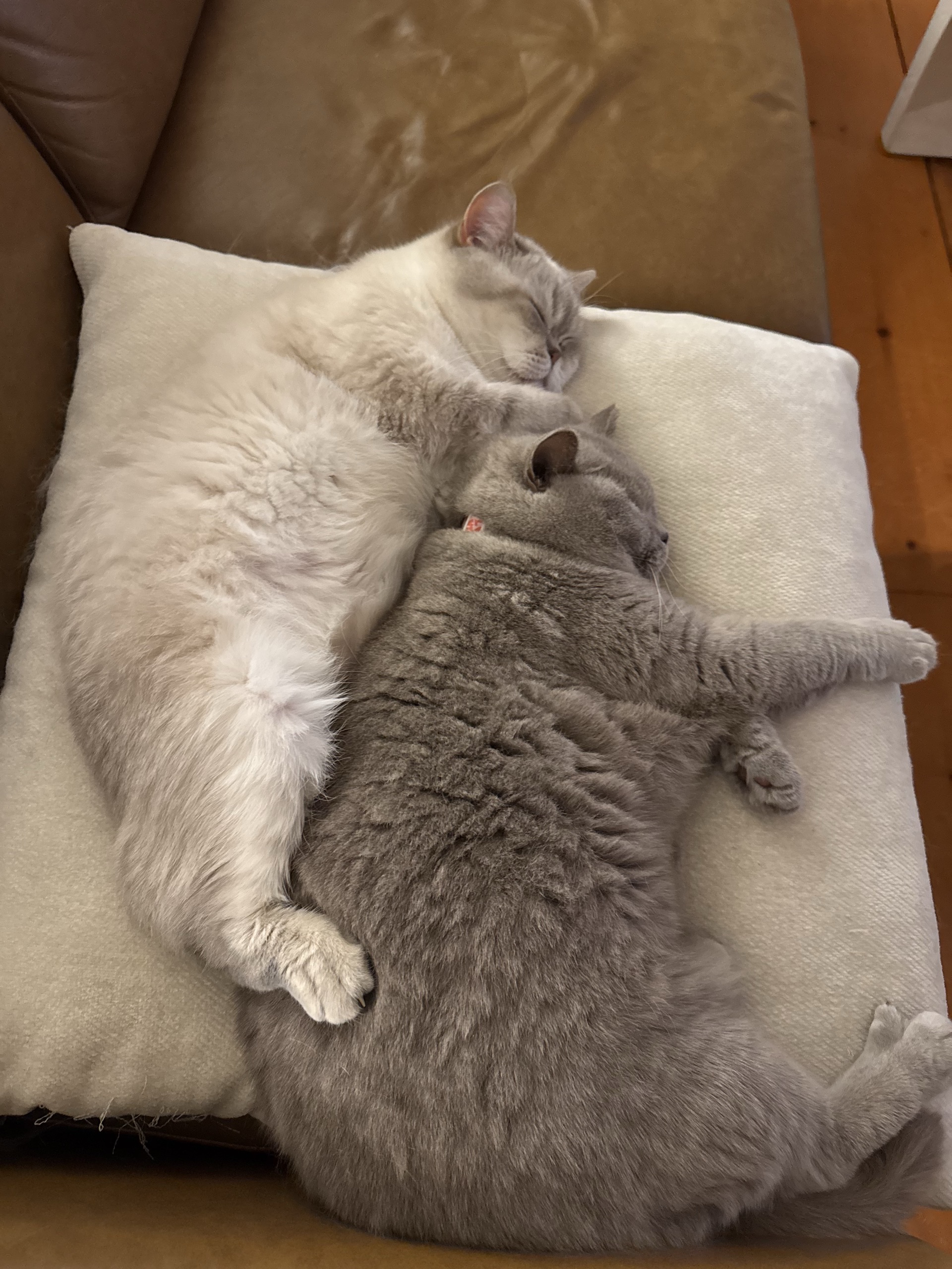 Two cats curled up together on a cushion